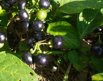Fresh Garden Huckleberries, 1lb