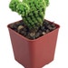 Emerald Green Living Desert Jewel Cactus - 2" Pot