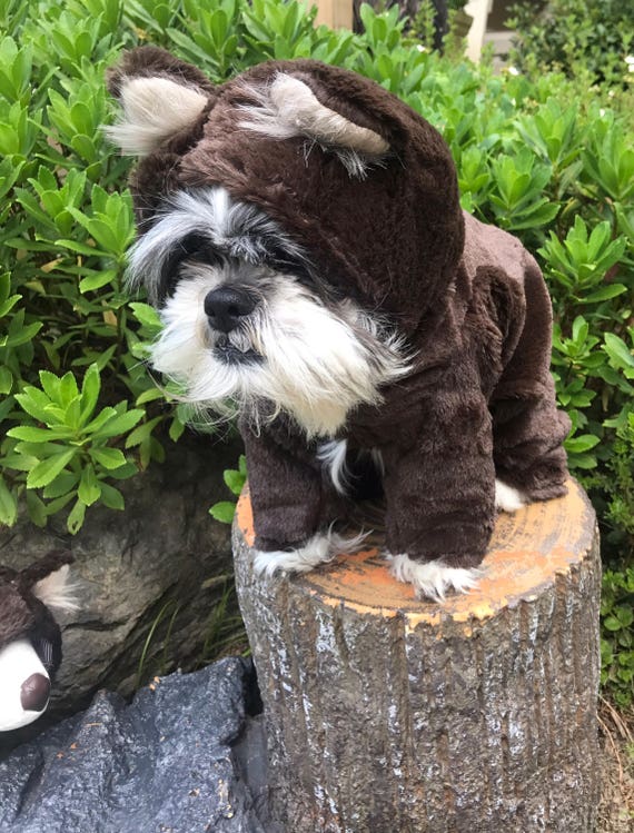 dog goldilocks costume