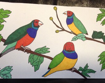 Gouldian Finch Hand Painted Drawing