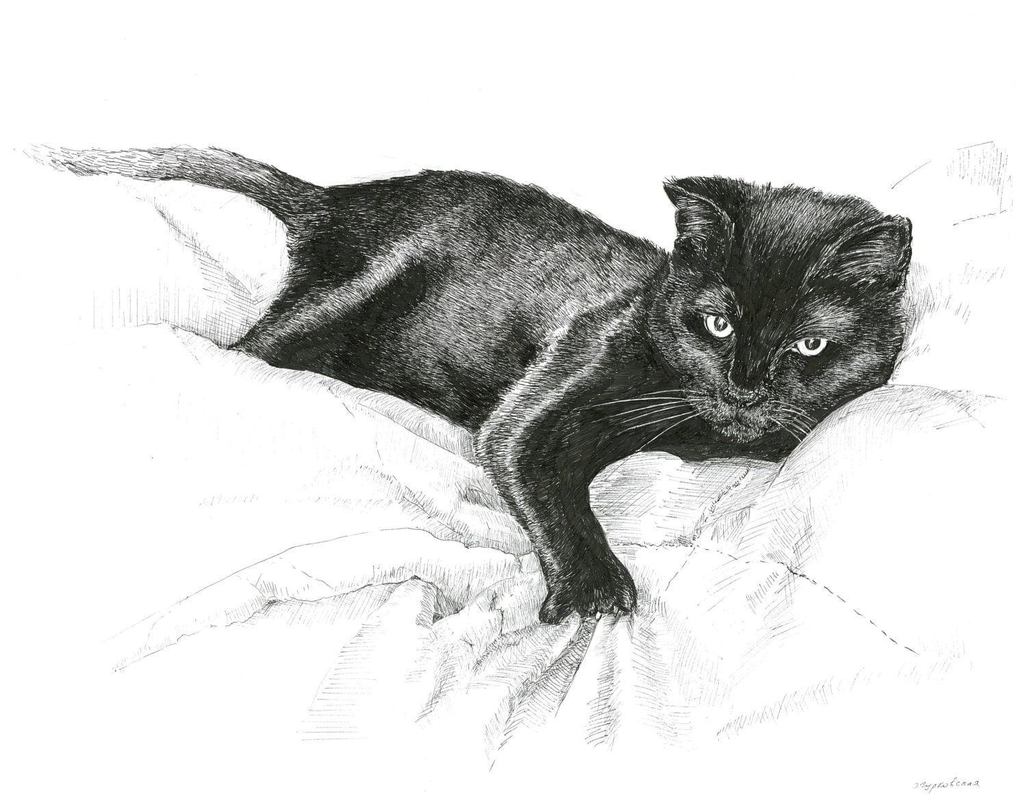 Black cat illustration black and white pictures prints of