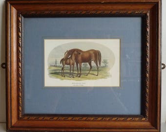 Vintage Brood Mare and 3rd Foal Framed Picture