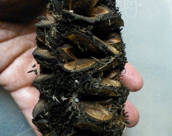 4"-5.5" Banksia Pods dried seed pod for wood working etc
