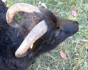 2018 Spring Fleece--Black Ewe