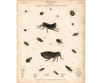 1814 LOUSE & FLEA ENGRAVING original antique insect bug print