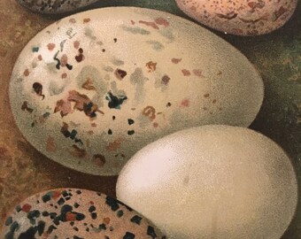 Antique Original Print 1901 British Birds Eggs