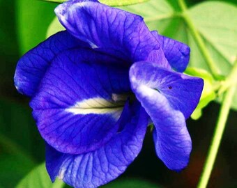 Organic Multi Layers Blue Butterfly Pea/Clitoria Ternatea Fresh Seeds Many benefits Super easy to grow Very drought tolerant 10-100 seeds