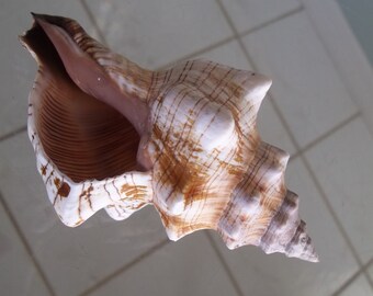 Striped Fox Horse Conch Sea Shell Nautical Beach Decor Size 6" Plus