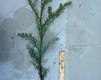 Giant Coast Redwood Seedling - 2 Years Old and 18-24" Tall. Very Fast Growers, Up To 5 Feet Per Year! Sequoia sempervirens, Live Plant