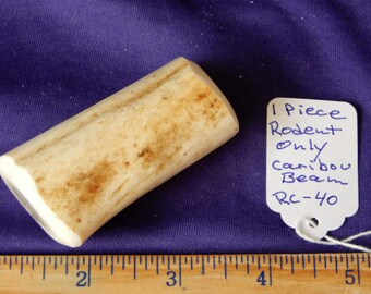 1 Piece RODENT ONLY X-Small Caribou Beam Antler, RC-40