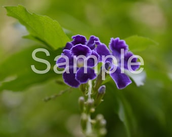 Purple Flower 8x10 Photograph