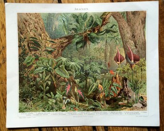 1894 FLOWERING PLANTS LITHOGRAPH - original antique botanical print - tropical
