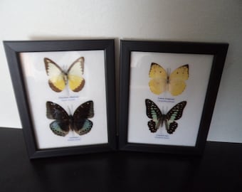 Wall Display Real Butterflies Framed Display Butterfly Taxidermy Lepidoptera Entomology Free Shipping !!