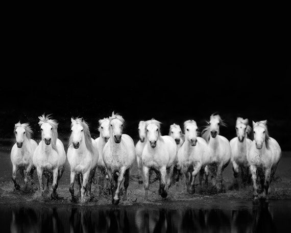 Black and white photography horse print fine art Black and white photography horse print fine art