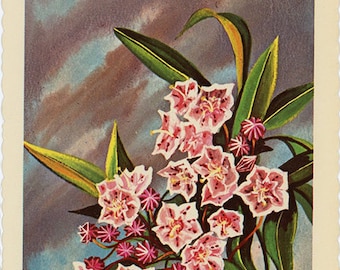 Pennsylvania State Flower - Mountain Laurel Vintage Postcard Signed Artist Ken Haag (unused)
