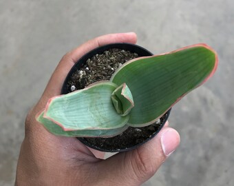 Aloe Striata aka Coral Aloe - 2" Pot