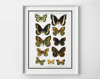 Butterfly Specimen Poster, Butterfly Poster, Scientific Insect Print, Butterflies Chart, Butterfly Art Print, Insect Art, Nature Art, 0047