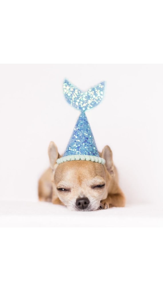 Dog Birthday || Dog Party Hat || Dog Birthday Party Hat || Pet Party Decor || Animal Party Hat || Dog Gift || Dog Clothes
