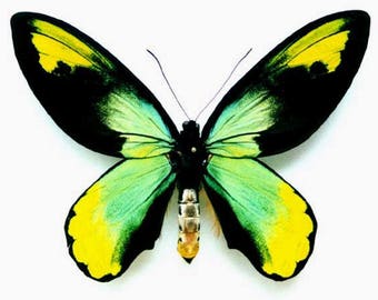 VICTORIA'S BIRD WING ( M )