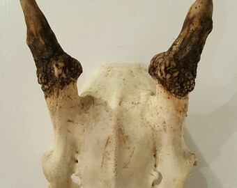 Fallow Deer Skull Cap