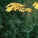Wormwood Seeds Artemisia Absinthium Medicinal Herb Absinthe