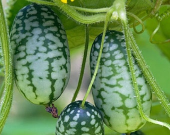Sour Gherkin Mexican Specialty Cucumber Seeds 50 Seeds