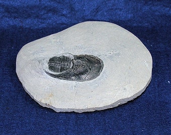 Fossil Trilobite: Harpes perradiatus