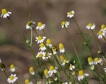 German Chamomile Seeds, Aromatic Herbs, Herbs For Tea, Medicinal Herbs, Herbs that Calm, Calming Herbs, Herbs for Anxiety