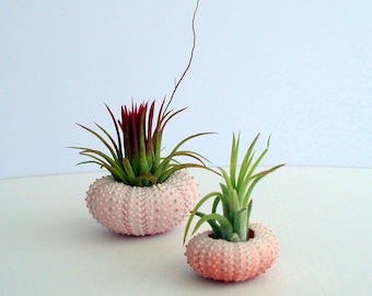 Air Plant Planter in a Pink Sea Urchin SINGLE
