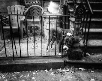 Dog on Henry Street