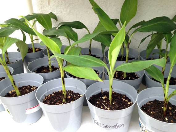 Gros Michel Banana Plants Rare Variety Usda Cultivated