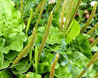 Common Plantain 100 seeds