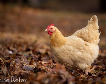 Chicken Photo, Farm Animal, Country Life