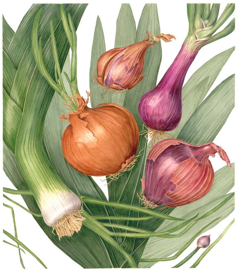 Dancing Onions Botanical Print Botanical Watercolor Painting