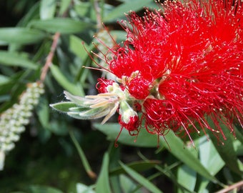 Callistemon Lanceolatus