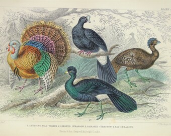 Antique Bird Print, Game Birds, Grouse, Partridge, Ptarmigan, Capercaillie etc - Goldsmith, 1840s Antique Victorian Hand Coloured Engraving