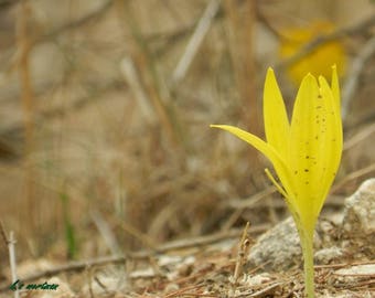 autumn crocus in yatir forest