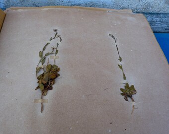 Antique-1887-1889-French-herbarium Arabis cibiata K