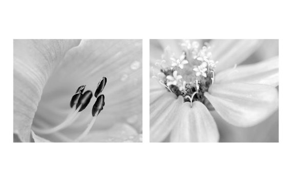 Black and white floral wall prints grey photography set 2 Black and white floral wall prints grey photography set 2