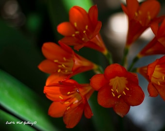Red Blooming Buds ~ East to West Gallery ~ Fine Art Photography