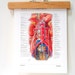 Anatomy Print Autonomic Nerves and Ganglia Abdomen Lymph