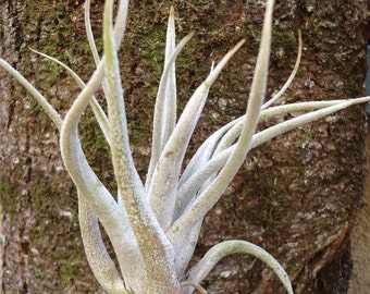 Tillandsia Karwinskyana-Large Air Plants