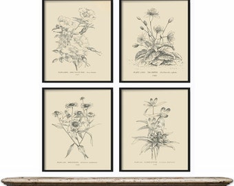 Botanical Print Set of 4 - Botanical Vintage Prints, Antique Botanical Print Set, Vintage Botanical Prints - Rustic Decor - Home Decor Art