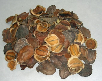 Jacaranda Pods Jacaranda pods ONE Pound