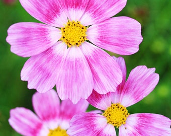ACS)~HAPPY RING Cosmos~Seeds!!~~~~~~~Brilliant & Exciting Color!