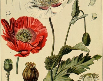 Poppy Botanical Print, Botanical Illustration, Vintage Botanical Prints, Poppy Wall Art, INSTANT DOWNLOAD