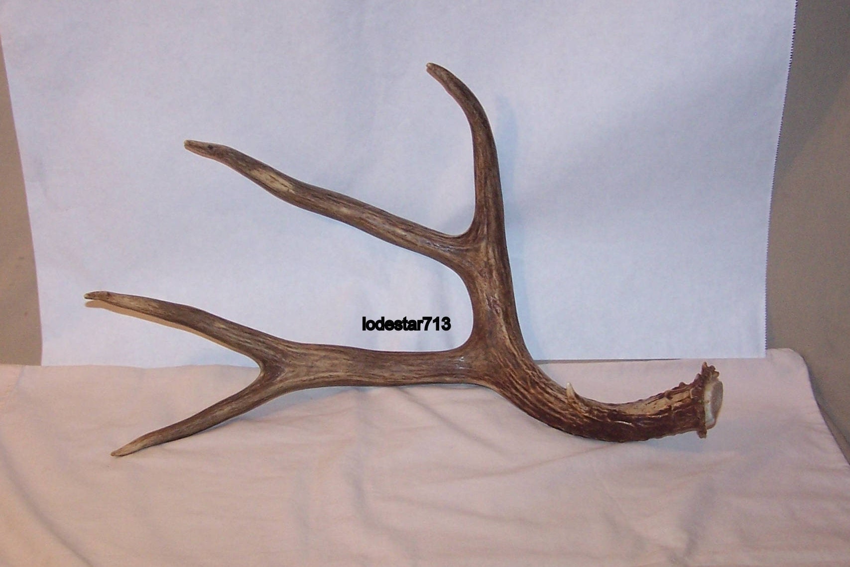 Large Montana Mule Deer Antler 5 pt Crafts Knife Making Antler Decor