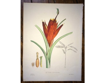 1827 BANANA PLANTAIN MUSA flower lithograph - original antique print - vegetable fruit flower botanical lithograph