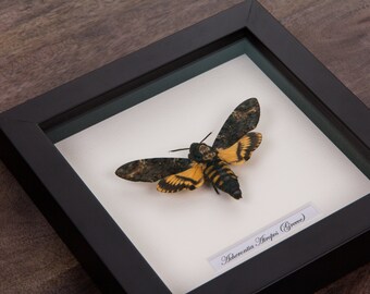 Deaths Head Hawk Moth in Black Wooden Frame | Acherontia Atropos | Real Framed Moth | Taxidermy