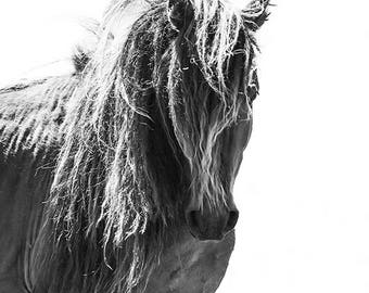 Sable Island Stallion Head On - Fine Art Horse Photograph - Horse - Sable Island - Wild Horse - Black and White -Fine Art Print